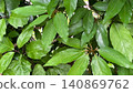 Green background, fresh green background, plant background 140869762
