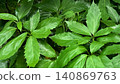 Green background, fresh green background, plant background 140869763