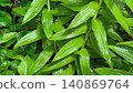 Green background, fresh green background, plant background 140869764