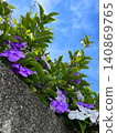 Brunfelsia flowers against the blue sky, purple and white flowers of Brunfelsia, Brunfelsia flowers on a stone wall, plants blooming on a stone wall 140869765