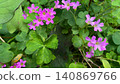 Pink flowers of Oxalis tuberosa, cute pink flowers, wildflowers 140869766