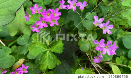 紫花酢漿草的粉紅色花朵，可愛的粉紅色花朵，野花 140869766
