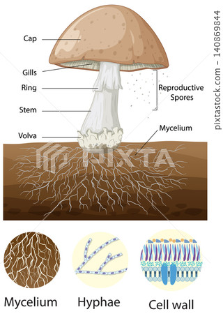 Detailed Diagram of Mushroom Anatomy Including Mycelium Hyphae and Cell Wall Structure 140869844