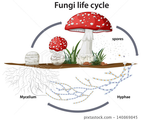 Educational Vector Illustration Showing the Biological Life Cycle of a Red Mushroom Educational Vector Illustration Showing the Biological Life Cycle of a Red Mushroom 140869845