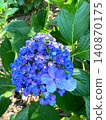 The interesting shape of the Hydrangea macrophylla 140870175