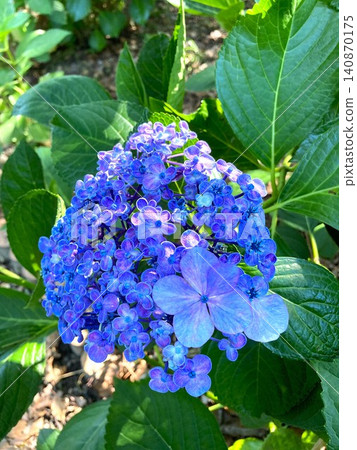 The interesting shape of the Hydrangea macrophylla The interesting shape of the Hydrangea macrophylla 140870175