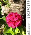 A hydrangea that has turned a magnificent red color. 140870176