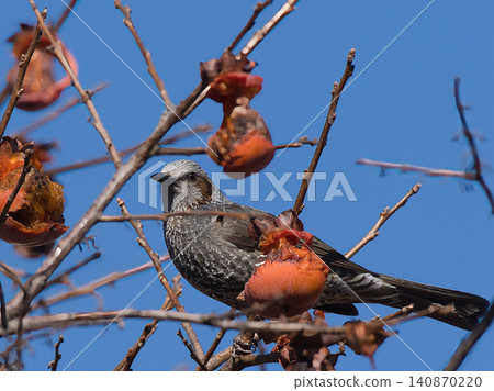 Brown ears that eat persimmon Brown ears that eat persimmon 140870220
