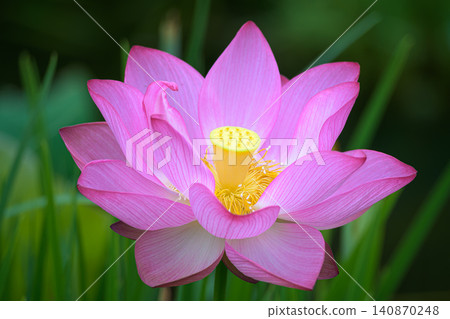 The pink flowers and buds of the Oga lotus bloom beautifully by the water's edge in early summer. The pink flowers and buds of the Oga lotus bloom beautifully by the water's edge in early summer. 140870248