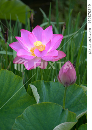 The pink flowers and buds of the Oga lotus bloom beautifully by the water's edge in early summer. The pink flowers and buds of the Oga lotus bloom beautifully by the water's edge in early summer. 140870249