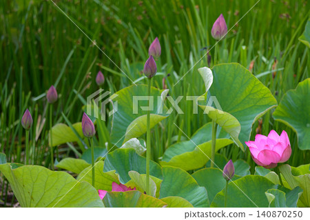 The pink flowers and buds of the Oga lotus bloom beautifully by the water's edge in early summer. 140870250