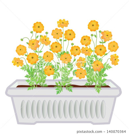 圖中是種植在花盆裡的黃色波斯菊。 圖中是種植在花盆裡的黃色波斯菊。 140870364