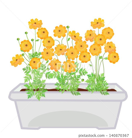 圖中是種植在花盆裡的黃色波斯菊。 140870367