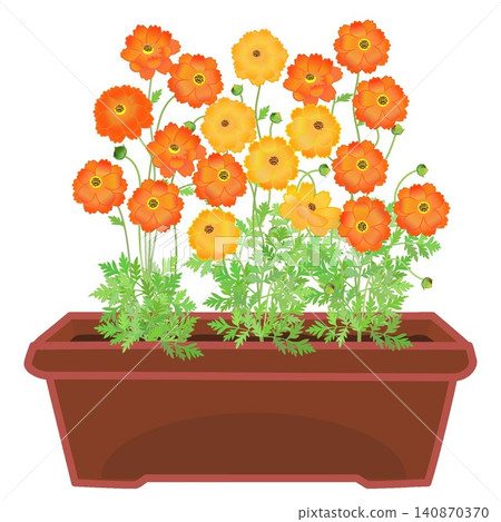 An illustration of yellow cosmos flowers planted in a planter. An illustration of yellow cosmos flowers planted in a planter. 140870370