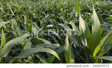 A horizontal eye level perspective captures a lush field of growing green corn plants with vibrant long leaves stretching under warm sunlight. The dense agricultural plantation setup creates a A horizontal eye level perspective captures a lush field of growing green corn plants with vibrant long leaves stretching under warm sunlight. The dense agricultural plantation setup creates a 140870573