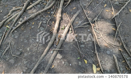A high angle perspective captures long organic tree roots spreading across a dry rocky soil dirt ground surface under soft sunlight shadow patterns. This natural forest floor landscape texture creates 140870578
