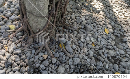 A horizontal high angle perspective captures a thick tree trunk surrounded by complex tangled roots spreading across a ground bed of gray river stones. Soft morning shadows mix with bright sunlight A horizontal high angle perspective captures a thick tree trunk surrounded by complex tangled roots spreading across a ground bed of gray river stones. Soft morning shadows mix with bright sunlight 140870594