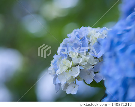 藍色繡球花 藍色繡球花 140871213
