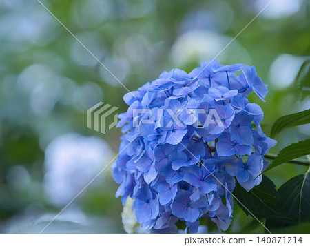 藍色繡球花 藍色繡球花 140871214