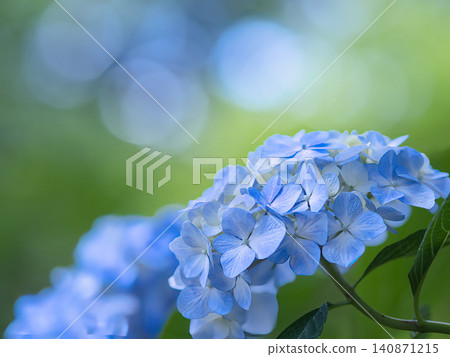 藍色繡球花 藍色繡球花 140871215