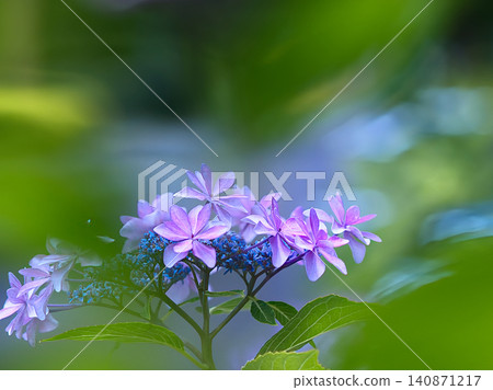 被雨季的雨打濕的繡球花 被雨季的雨打濕的繡球花 140871217