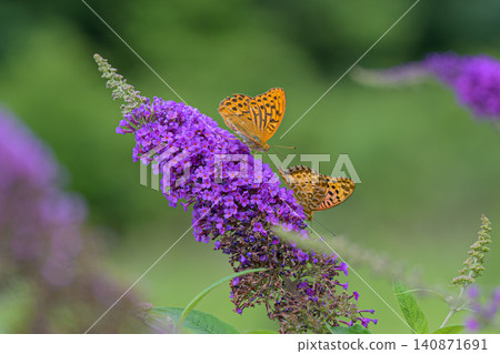 Bright orange butterflies gather around the purple flowers of the buddleja. 140871691