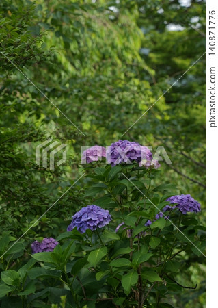 hydrangea hydrangea 140871776