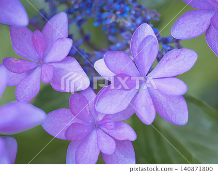 可愛的繡球花 可愛的繡球花 140871800