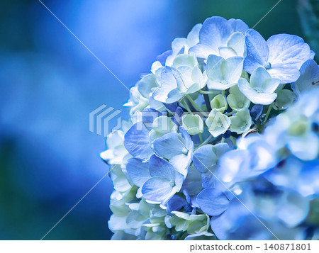 藍色繡球花 藍色繡球花 140871801
