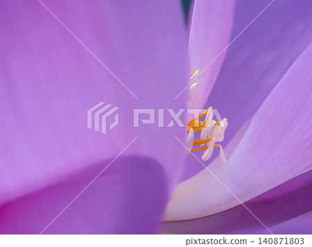 The stamens of the lotus flower within the petals The stamens of the lotus flower within the petals 140871803