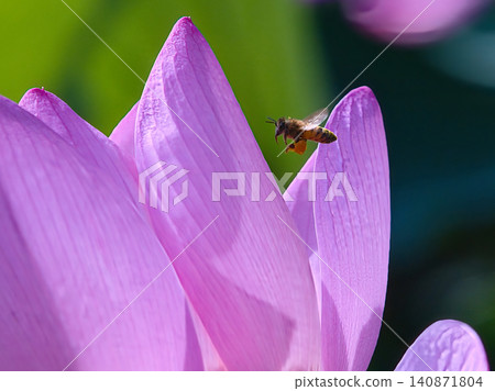 Honeybee on a lotus 140871804