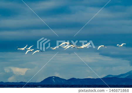 A flock of swans flying against a mountain backdrop in winter in Inawashiro. b-2 Warm and cool color emphasis. A flock of swans flying against a mountain backdrop in winter in Inawashiro. b-2 Warm and cool color emphasis. 140871868