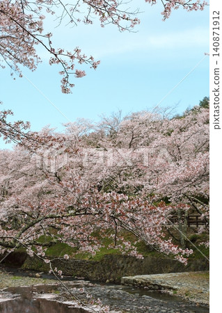 七谷川櫻花公園 七谷川櫻花公園 140871912