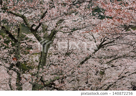 七谷川櫻花公園 七谷川櫻花公園 140872256