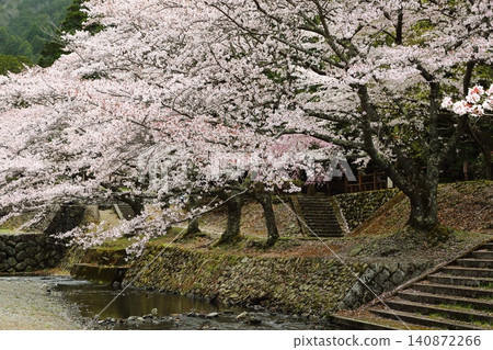Nanatani River Cherry Blossom Park Nanatani River Cherry Blossom Park 140872266