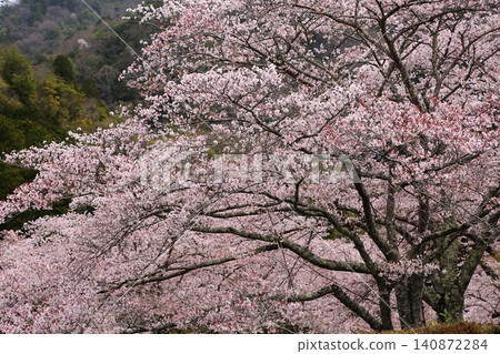 七谷川櫻花公園 七谷川櫻花公園 140872284