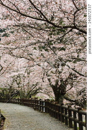 Nanatani River Cherry Blossom Park Nanatani River Cherry Blossom Park 140872537