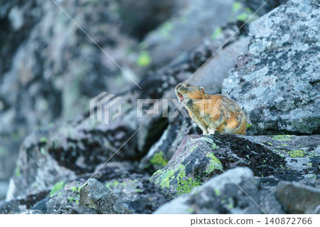 Pika crowing on the rock Pika crowing on the rock 140872766