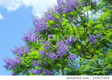 Jacaranda flowers Jacaranda flowers 140872889