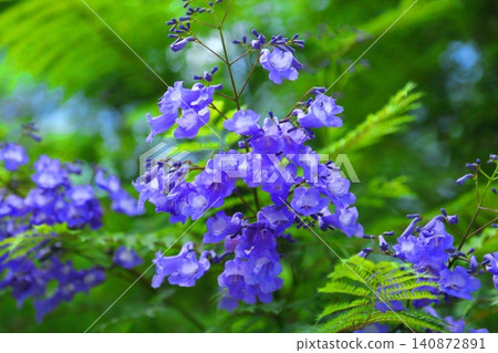 藍花楹花 藍花楹花 140872891