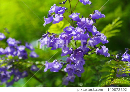 Jacaranda flowers Jacaranda flowers 140872892