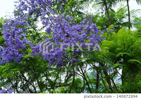 Jacaranda flowers Jacaranda flowers 140872894
