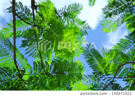 New leaves of the jacaranda New leaves of the jacaranda 140872922