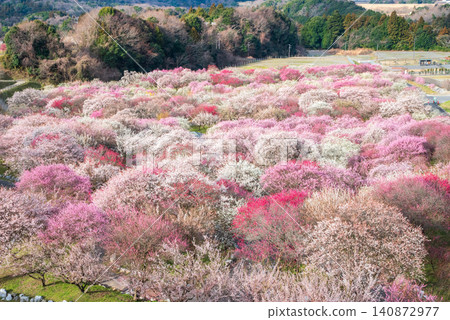 稻部市梅花公園「梅花節」(三重縣稻部市,稻部市農業公園) 稻部市梅花公園「梅花節」(三重縣稻部市,稻部市農業公園) 140872977