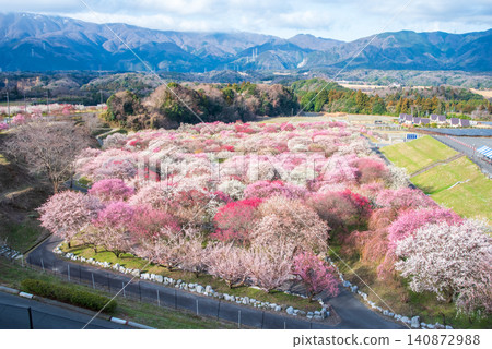 稻部市梅花公園「梅花節」(三重縣稻部市,稻部市農業公園) 稻部市梅花公園「梅花節」(三重縣稻部市,稻部市農業公園) 140872988