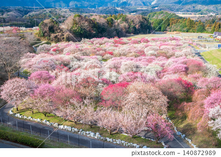 稻部市梅花公園「梅花節」(三重縣稻部市,稻部市農業公園) 稻部市梅花公園「梅花節」(三重縣稻部市,稻部市農業公園) 140872989