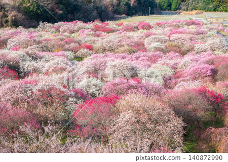 稻部市梅花公園「梅花節」(三重縣稻部市,稻部市農業公園) 稻部市梅花公園「梅花節」(三重縣稻部市,稻部市農業公園) 140872990