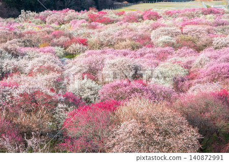稻部市梅花公園「梅花節」(三重縣稻部市,稻部市農業公園) 稻部市梅花公園「梅花節」(三重縣稻部市,稻部市農業公園) 140872991