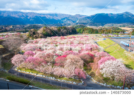稻部市梅花公園「梅花節」(三重縣稻部市,稻部市農業公園) 稻部市梅花公園「梅花節」(三重縣稻部市,稻部市農業公園) 140873000