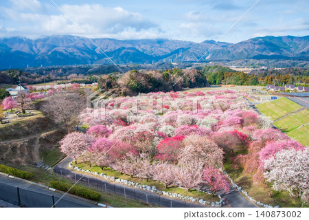 稻部市梅花公園「梅花節」(三重縣稻部市,稻部市農業公園) 稻部市梅花公園「梅花節」(三重縣稻部市,稻部市農業公園) 140873002